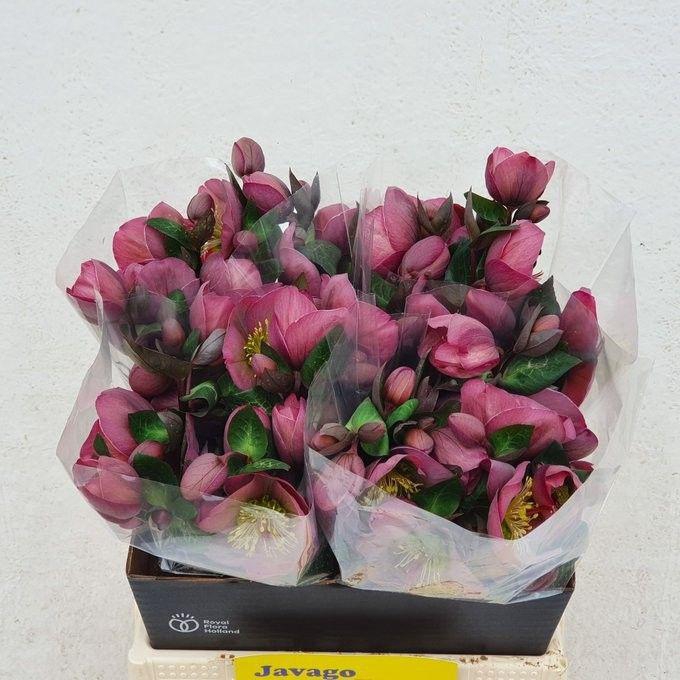 <h4>HELL FRK PENNYS PINK</h4>