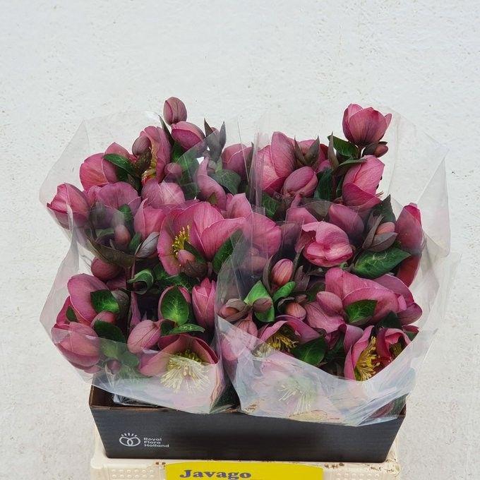 <h4>HELL FRK PENNYS PINK</h4>