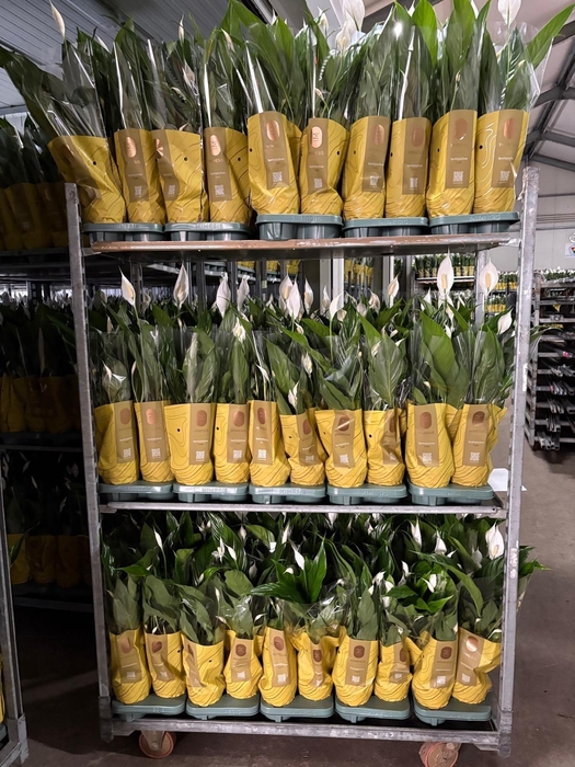 <h4>SPATH SWEET BENITO</h4>