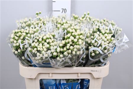 <h4>Hyp Coco Uno</h4>