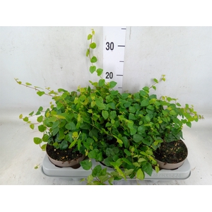 Ficus pumila 'Sunny Green'