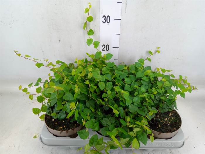 <h4>Ficus pumila 'Sunny Green'</h4>