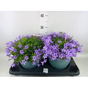 Campanula porten. 'Ambella Lavende'