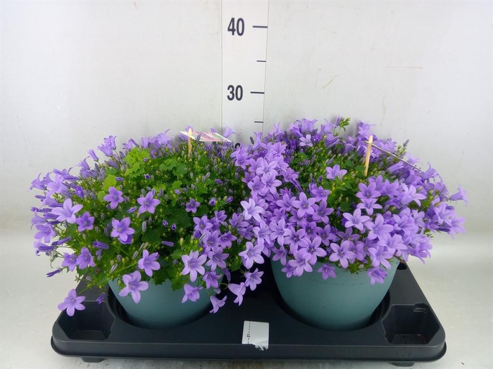 <h4>Campanula porten. 'Ambella Lavende'</h4>