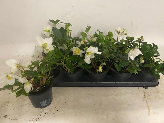 <h4>HELL NI HAPPY DAY</h4>