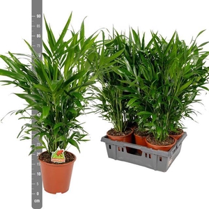 Chamaedorea cataractarum 19Ø 110cm
