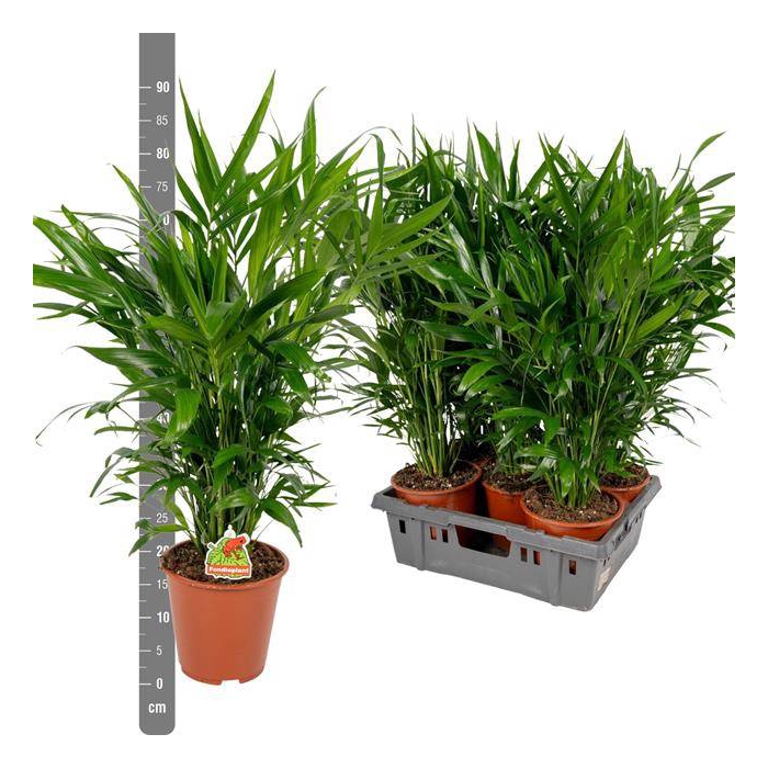 <h4>Chamaedorea cataractarum 19Ø 110cm</h4>