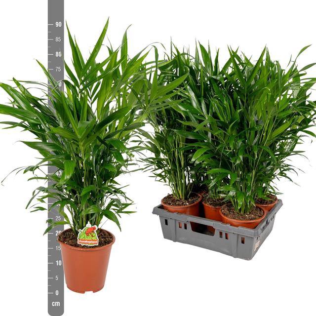 Chamaedorea cataractarum 19Ø 110cm