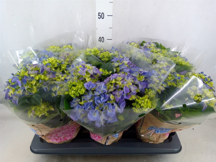 <h4>Hydrangea mac. 'Early Blue'</h4>
