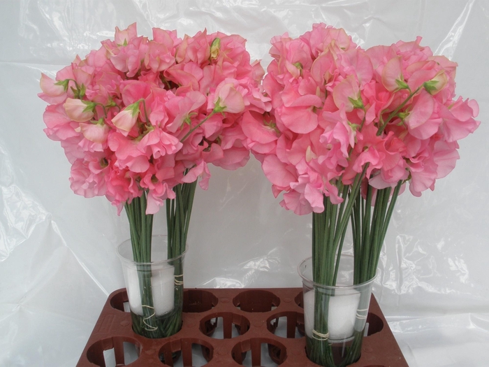 LATHYR WI SUNSH PINK