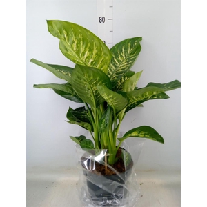 Dieffenbachia seg. 'Reeva'