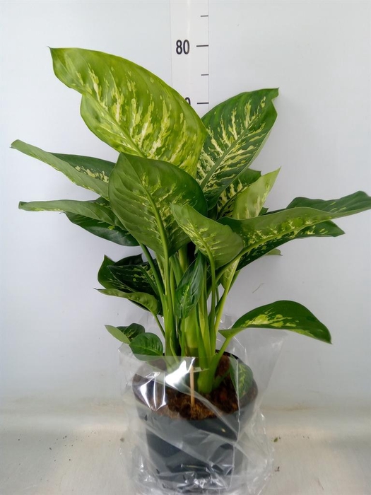 <h4>Dieffenbachia seg. 'Reeva'</h4>