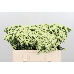 Limonium St Crystal Yellow