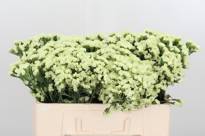 <h4>Limonium St Crystal Yellow</h4>