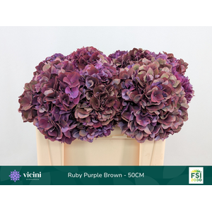 Hydr Ruby Purple Brown 50 cm Vicini