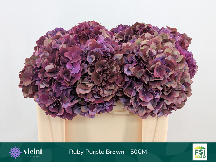 <h4>Hydr Ruby Purple Brown 50 cm Vicini</h4>