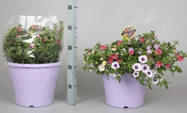 <h4>CALIB MINIF GEM POT</h4>
