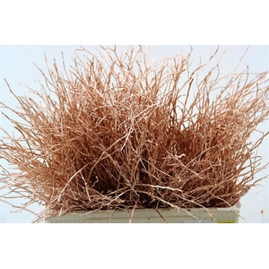 Vaccinium Kbh Copper