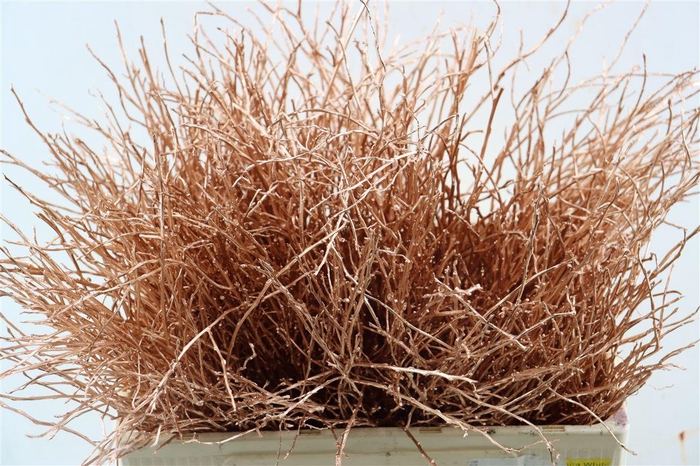 <h4>Vaccinium Kbh Copper</h4>