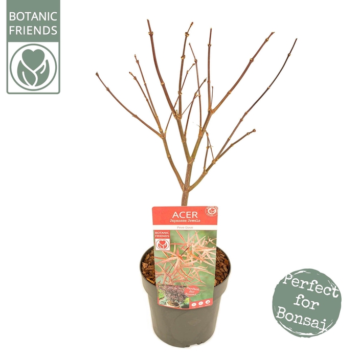 <h4>Acer palm. 'Pevé Dave' PREMIUM</h4>
