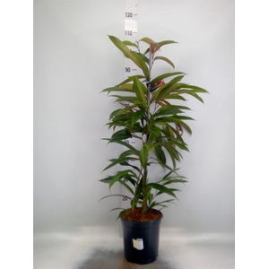 Ficus binn. 'Amstel King'