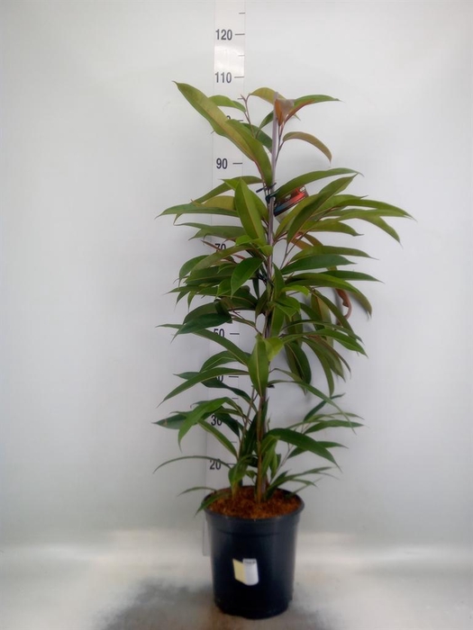 <h4>Ficus binn. 'Amstel King'</h4>