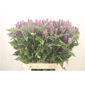 Agastache Ov