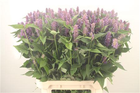 <h4>Agastache Ov</h4>