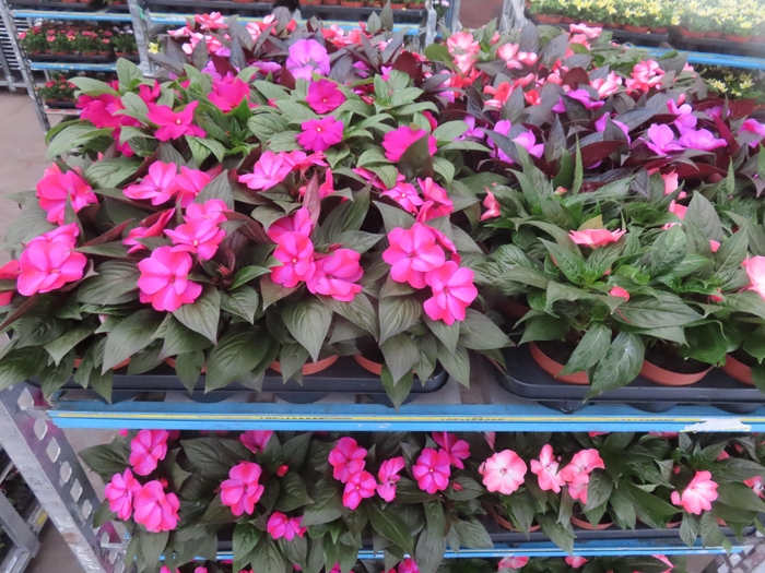 <h4>IMPAT NG MIXK 4 KL</h4>