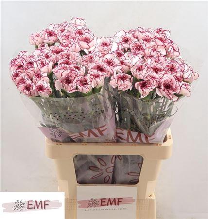 <h4>Di St Damascus</h4>