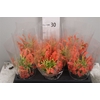 Gloriosa Exot Orange Short