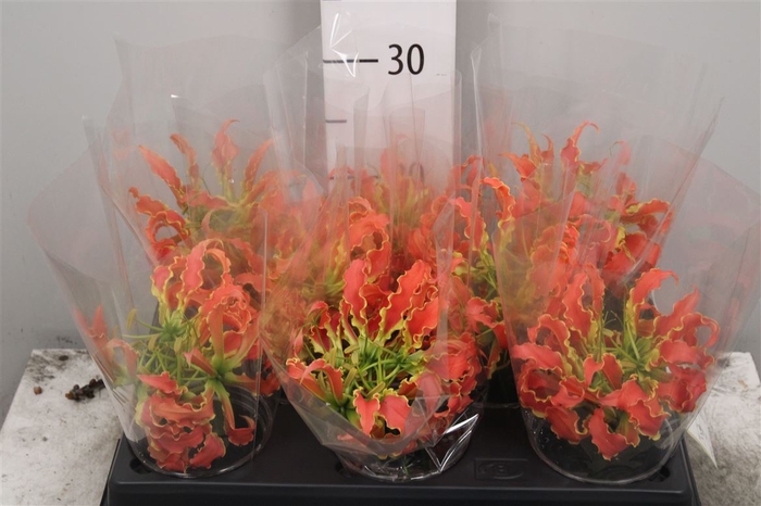 Gloriosa Exot Orange Short