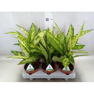 Dieffenbachia  'Vesuvius'