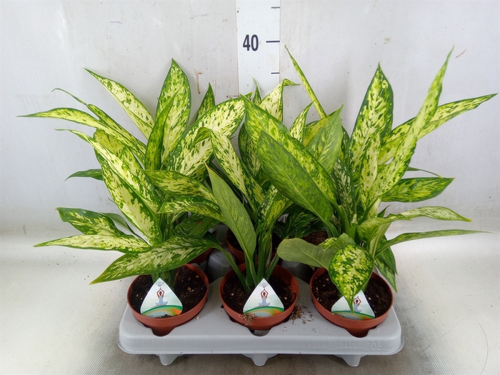 <h4>Dieffenbachia  'Vesuvius'</h4>