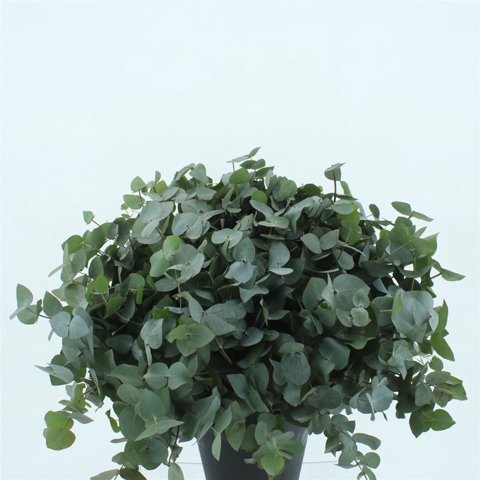 <h4>Euca Cinerea P Stem 55cm (10 Stems Per Bunch)</h4>