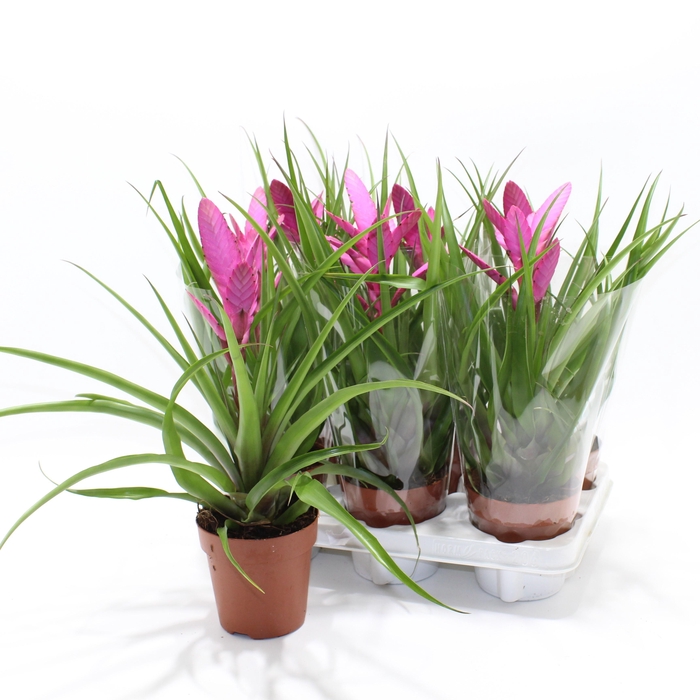 <h4>TILL ANTONIO</h4>