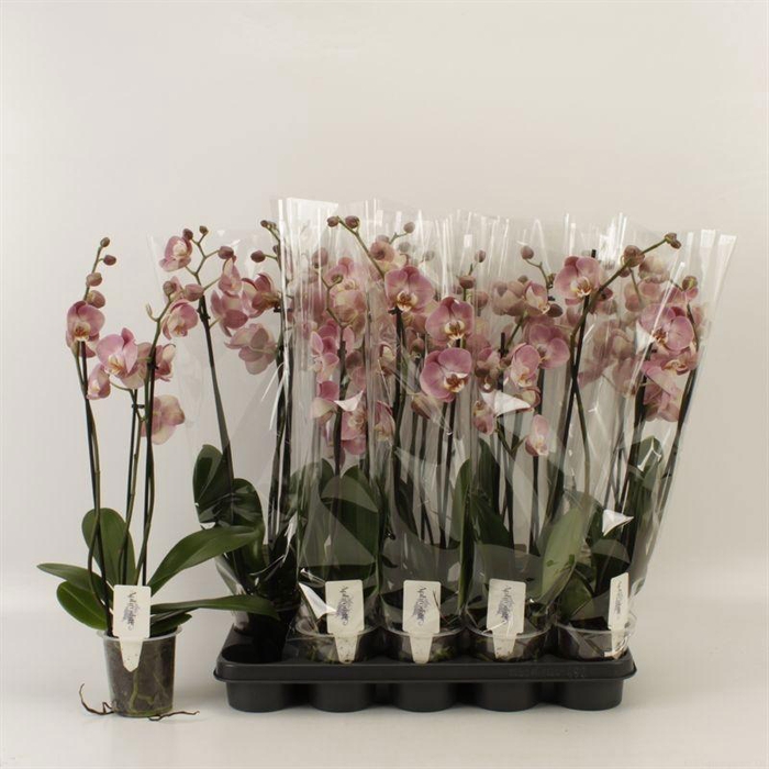 <h4>PHAL OV ORANJE</h4>