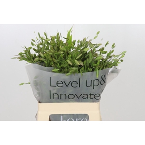 Chasmanthium latifolium