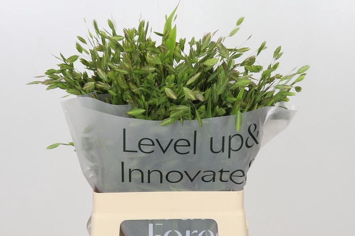 <h4>Chasmanthium latifolium</h4>