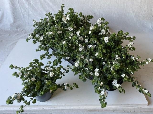 <h4>SUTERA SNOWFLAKE</h4>