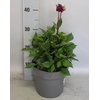 Dahlia 19 cm  Dark Rose