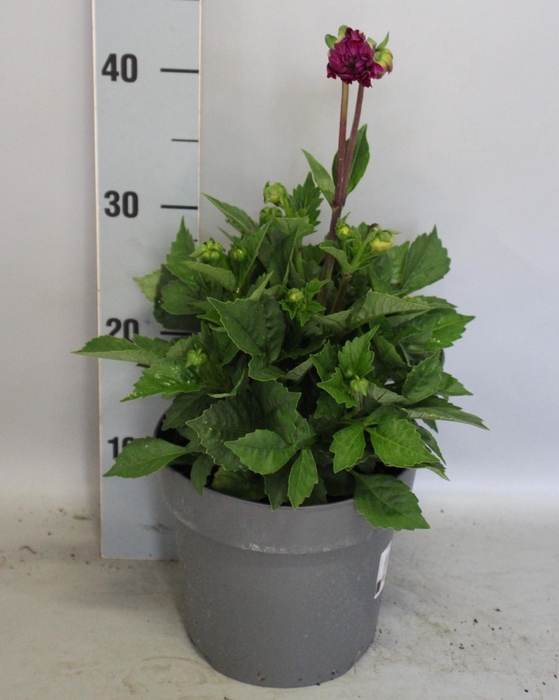 Dahlia 19 cm  Dark Rose