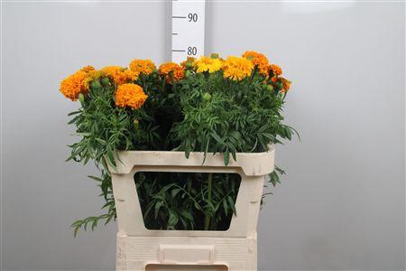 <h4>Tag E Promise Orange</h4>