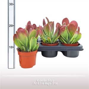 Kalanchoe Oricula
