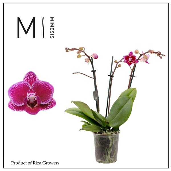 <h4>Mimesis Phal. Hornglin - 2 spike 9cm</h4>