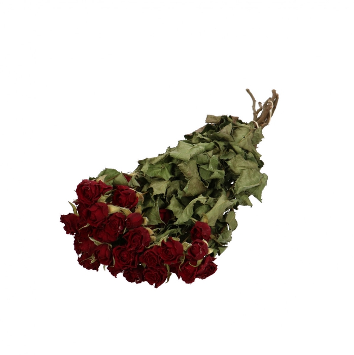 <h4>Dried flowers Rose spray 40cm x10</h4>
