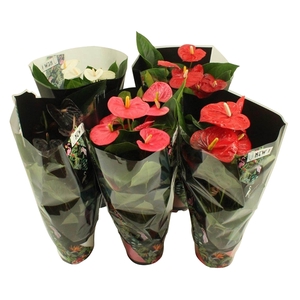 Anthurium Jungle mix 17cm