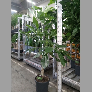 Schefflera actin. 'Amate'