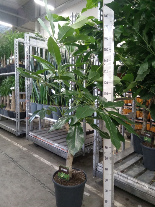 <h4>Schefflera actin. 'Amate'</h4>
