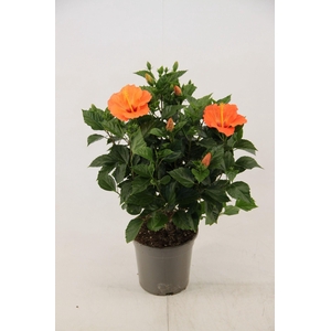 Hibiscus Bombay 21 cm (peat free )